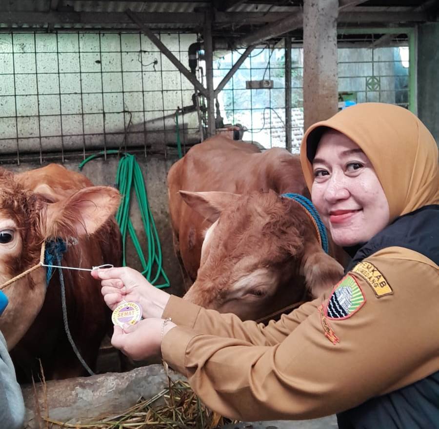 UPTD Perikanan dan Peternakan Sumedang mengintensifkan pemeriksaan hewan kurban untuk memastikan ternak sehat dan layak jelang Idul Adha 2026.
