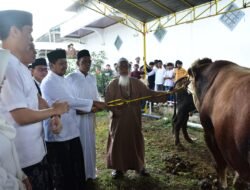 Sapi Kurban Presiden Prabowo 1,1 Ton Diserahkan di Masjid Agung Sumedang
