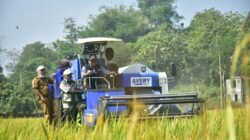 Bupati Dony Apresiasi Panen Raya Tolengas, Salurkan Alsintan untuk Perkuat Ketahanan Pangan Sumedang