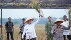 Panen Raya Bersama TNI di Ujungjaya, Sumedang Perkuat Dukungan Ketahanan Pangan Nasional