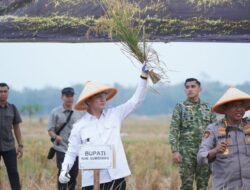 Panen Raya Bersama TNI di Ujungjaya, Sumedang Perkuat Dukungan Ketahanan Pangan Nasional