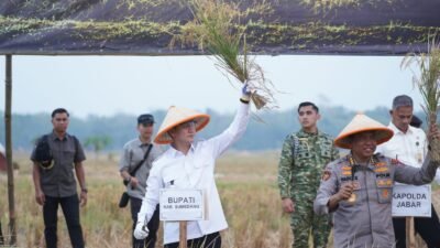 Wakil Bupati Sumedang menghadiri panen raya bersama TNI di Desa Palasari, Kecamatan Ujungjaya.